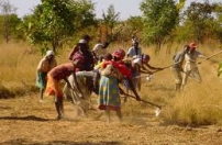 Guiné-Bissau tem grandes potencialidades agrícolas subaproveitadas