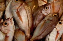 Pescadores vão comercializar 