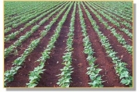 Unaca regista aumento nas culturas alimentares em 2013 Unaca regista aumento nas culturas alimentares em 2013