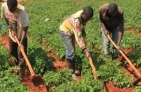 Lunda Sul cadastra 300 associações agrícolas