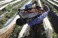 II Feira Internacional do Agro-negócio em Cabo Verde