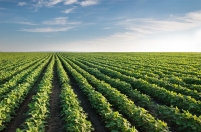 Conheça as 17 maiores cooperativas agro do Brasil, segundo a Forbes 